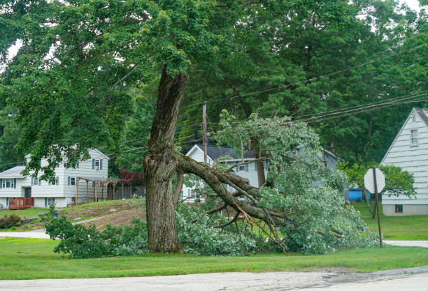 Best Root Management and Removal  in Taos, MO